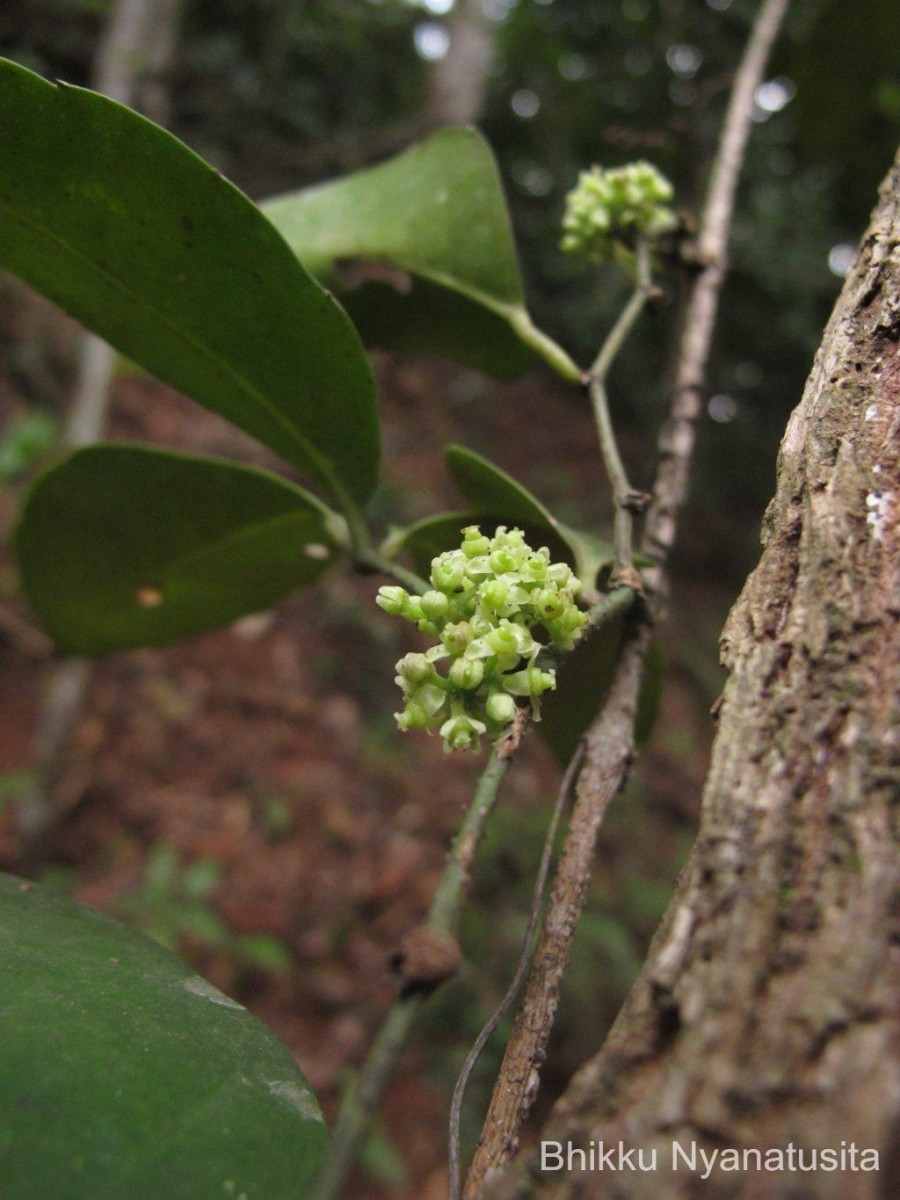 Tetrastigma nilagiricum (Miq.) B.V.Shetty